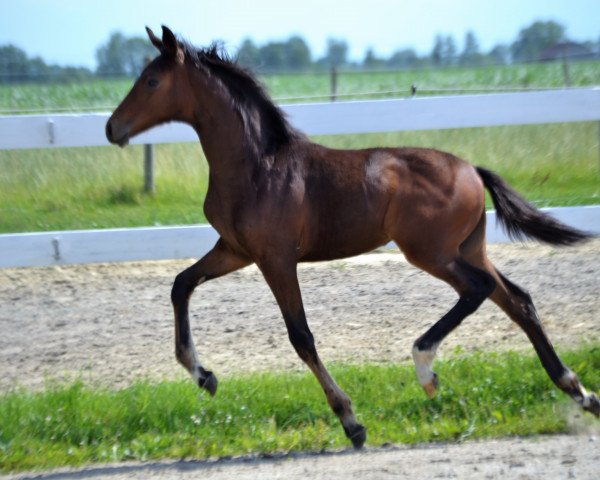 horse Mercedes RR (German Sport Horse, 2018, from For Romance 2)