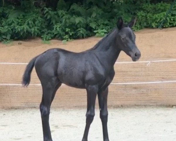 Pferd Mon Royal (Trakehner, 2018, von Freiherr von Stein)