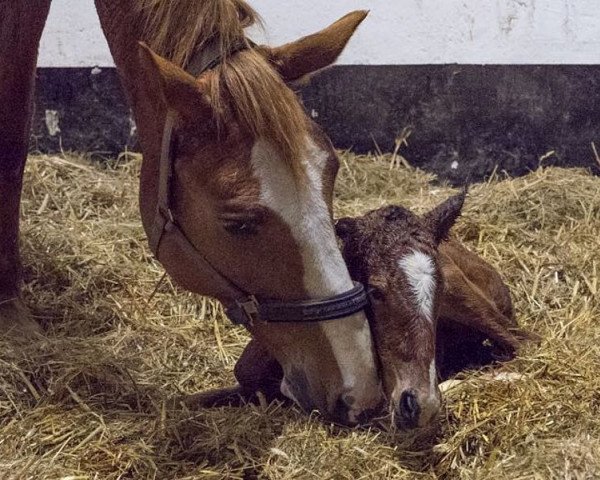 horse Caprice (Hanoverian, 2018, from Comme le père)