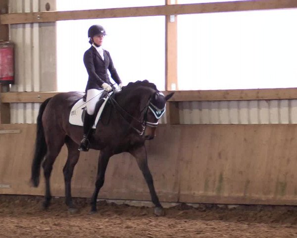Reitturnier Werdohl-Rentrop 2017