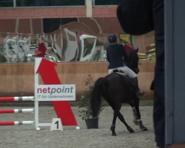 Reitturnier Mönchengladbach-Wickrath 2017