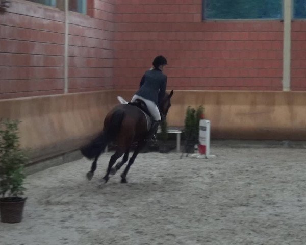 Reitturnier Mönchengladbach-Wickrath 2017