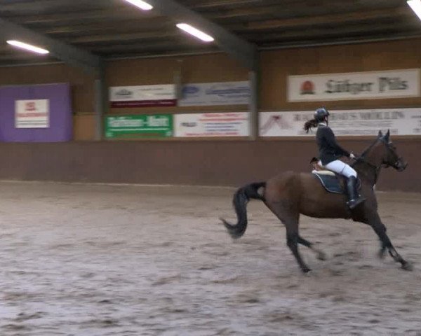 Reitturnier Gadebusch 2017