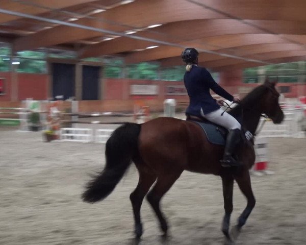 Reitturnier Mönchengladbach-Wickrath 2017