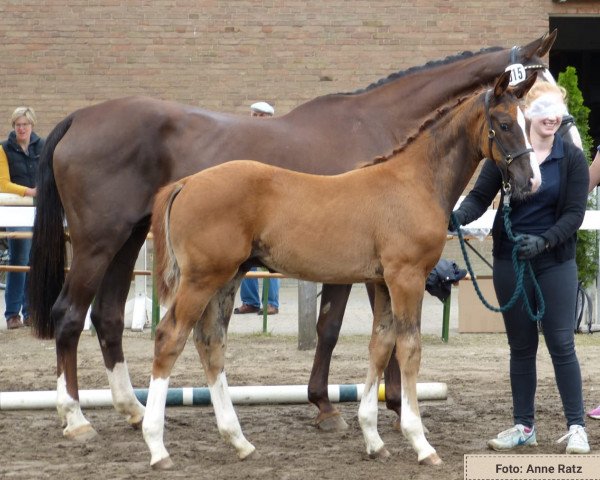 horse Hengst von Dankeschön / Ehrentusch (Westphalian, 2018, from Dankeschön)
