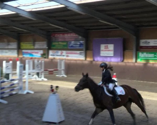 Reitturnier Gadebusch 2017