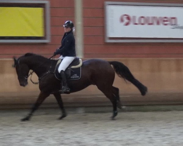 Reitturnier Mönchengladbach-Wickrath 2017