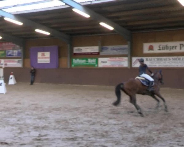 Reitturnier Gadebusch 2017