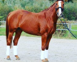 broodmare Westhea (Hanoverian, 2002, from Weltmeyer)