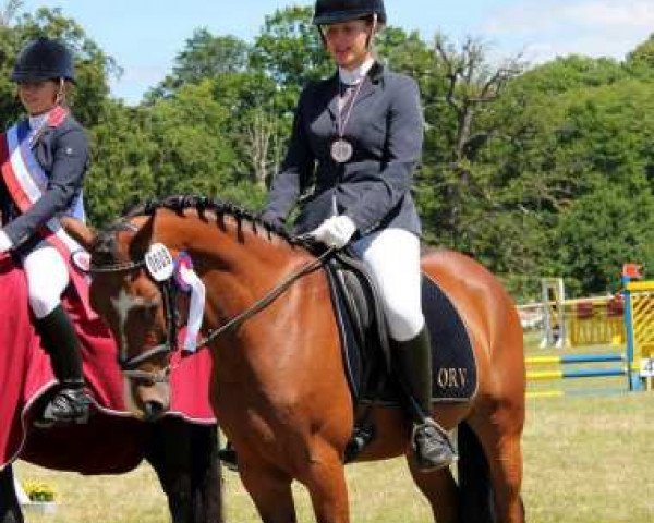 Dressurpferd Immentals Baltic Countess (Deutsches Reitpony, 2007, von Baltic Dream)