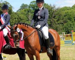 Dressurpferd Immentals Baltic Countess (Deutsches Reitpony, 2007, von Baltic Dream)