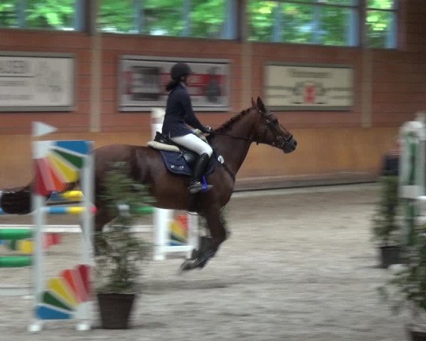 Reitturnier Mönchengladbach-Wickrath 2017