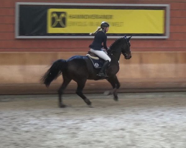 Reitturnier Mönchengladbach-Wickrath 2017