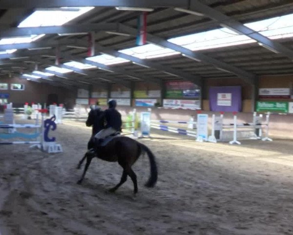 Reitturnier Gadebusch 2017