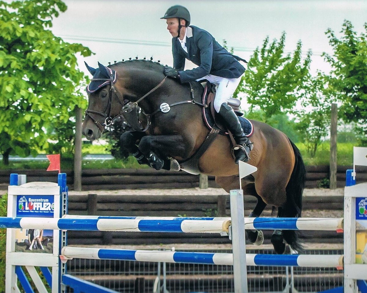 stallion Cheetano (Holsteiner, 2000, from Coriano)