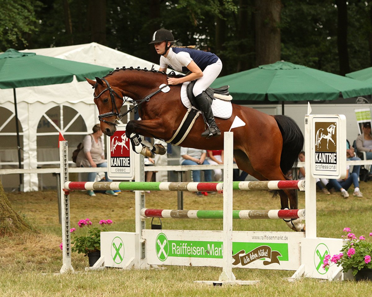 Springpferd Malibu Spezial (Hannoveraner, 2013, von Monte Bellini)