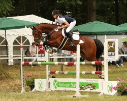 jumper Malibu Spezial (Hanoverian, 2013, from Monte Bellini)