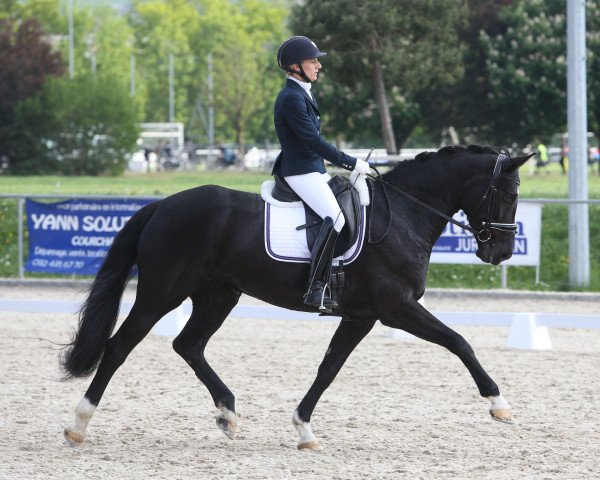 dressage horse Rosenfuerstin (Westphalian, 2008, from Florestan I) dressage horse Rosenfuerstin (Westphalian, 2008, from Florestan I)