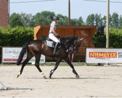 broodmare Ellie Goulding (Hanoverian, 2013, from Escudo I)