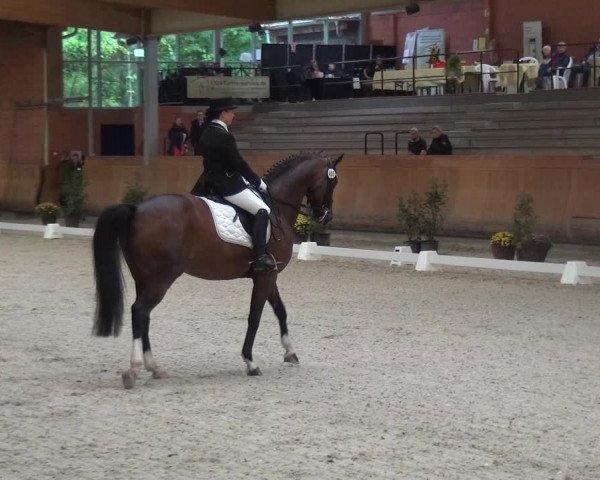 Reitturnier Mönchengladbach-Wickrath 2017
