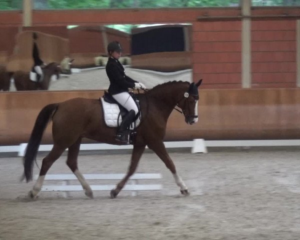 Reitturnier Mönchengladbach-Wickrath 2017