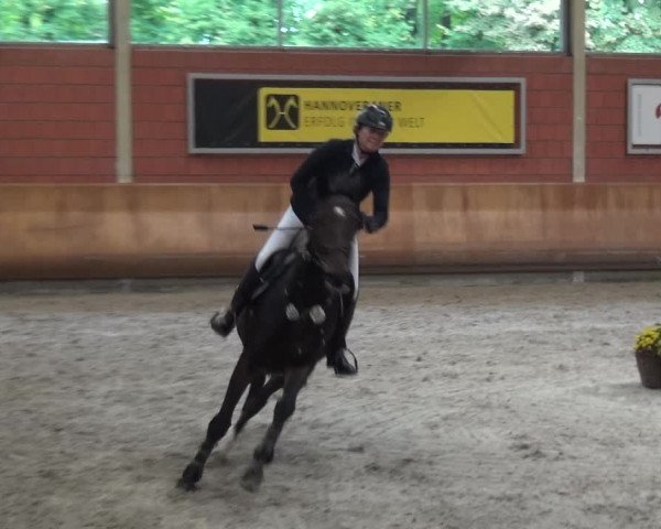 Reitturnier Mönchengladbach-Wickrath 2017