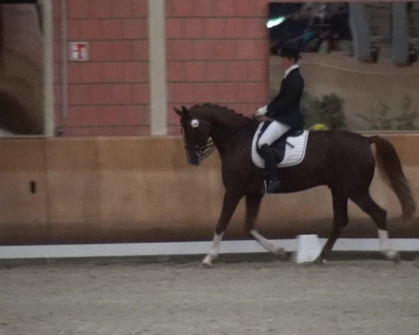 Reitturnier Mönchengladbach-Wickrath 2017