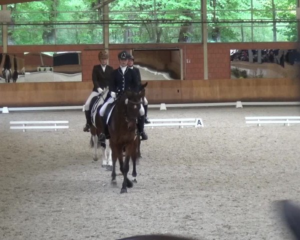 Reitturnier Mönchengladbach-Wickrath 2017