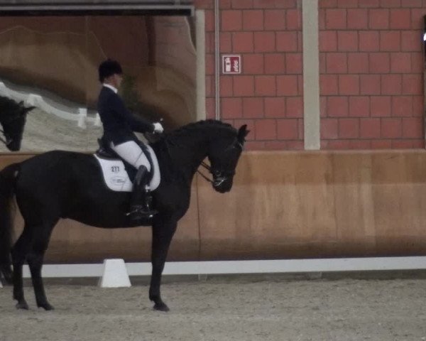 Reitturnier Mönchengladbach-Wickrath 2017