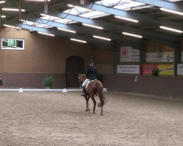 Reitturnier Gadebusch 2017