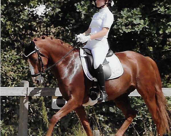 dressage horse Harvey B (German Riding Pony, 2010, from Hemingway B)