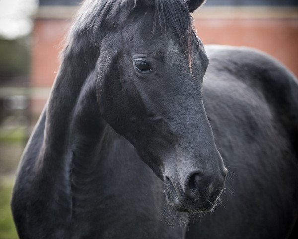 broodmare Dolce Vita (Westphalian, 2013, from Daley Thompson)