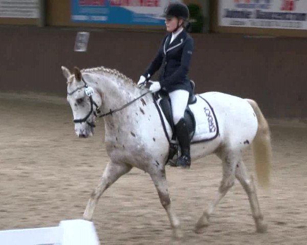 Reitturnier Gadebusch 2017