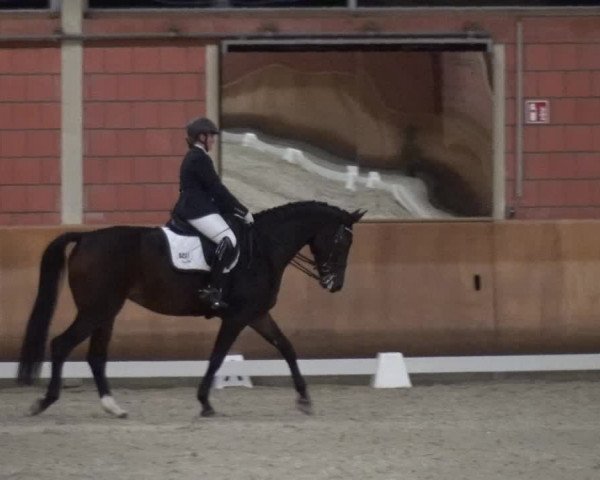 Reitturnier Mönchengladbach-Wickrath 2017