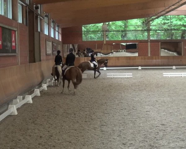 Reitturnier Mönchengladbach-Wickrath 2017