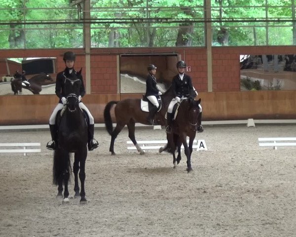 Reitturnier Mönchengladbach-Wickrath 2017