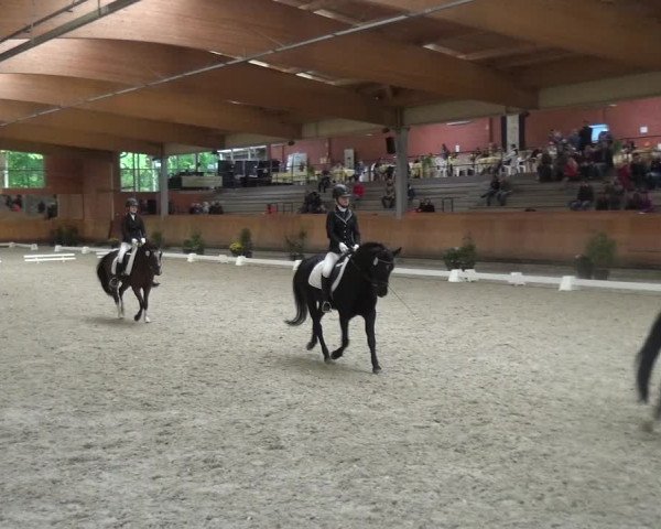 Reitturnier Mönchengladbach-Wickrath 2017