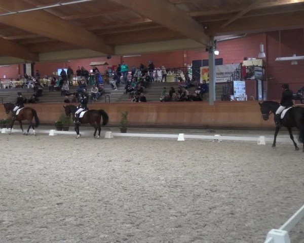 Reitturnier Mönchengladbach-Wickrath 2017