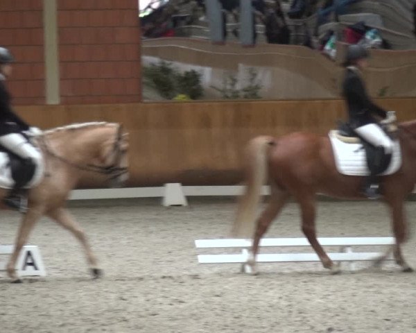 Reitturnier Mönchengladbach-Wickrath 2017