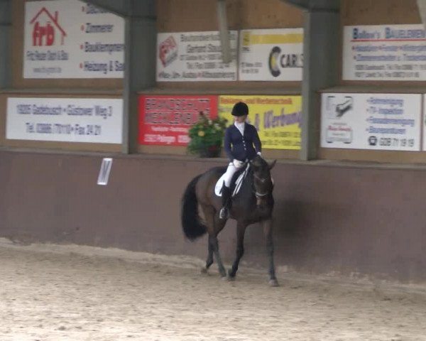 Reitturnier Gadebusch 2017