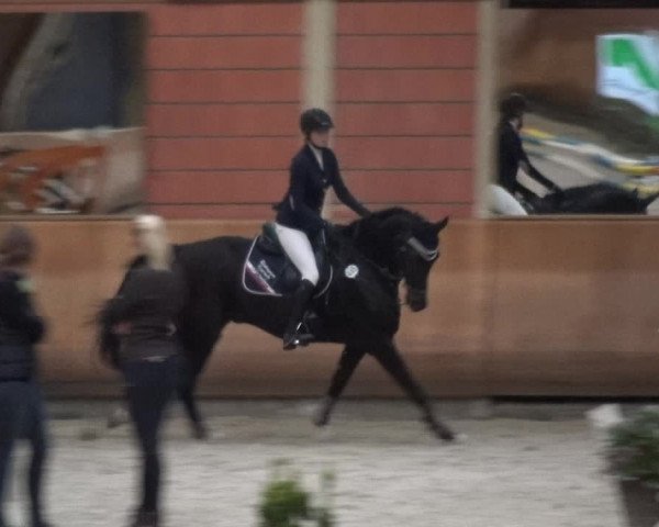 Reitturnier Mönchengladbach-Wickrath 2017