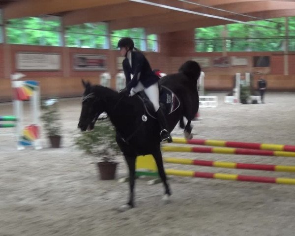Reitturnier Mönchengladbach-Wickrath 2017