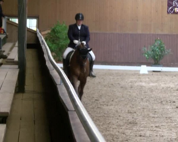 Reitturnier Gadebusch 2017