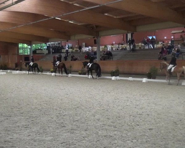 Reitturnier Mönchengladbach-Wickrath 2017