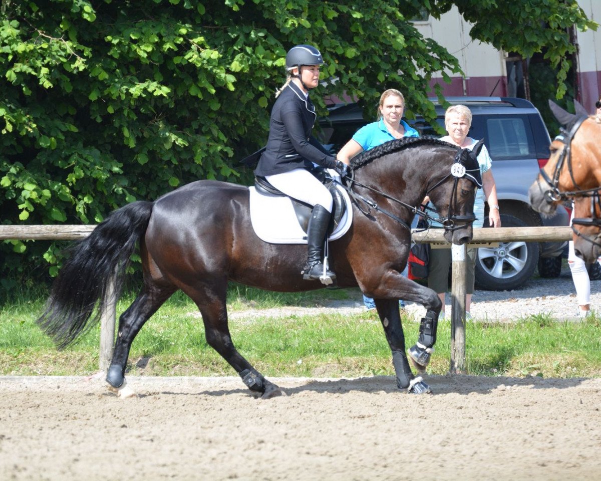 Dressage horse Gwynfa Wild Telynor (Welsh Cob (Sec. D), 2009, from Bronfoel Harri)