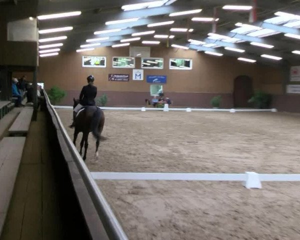 Reitturnier Gadebusch 2017