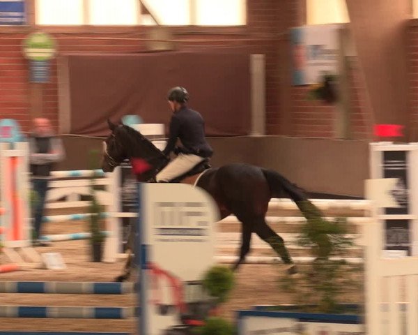 Reitturnier Hüllhorst 2017