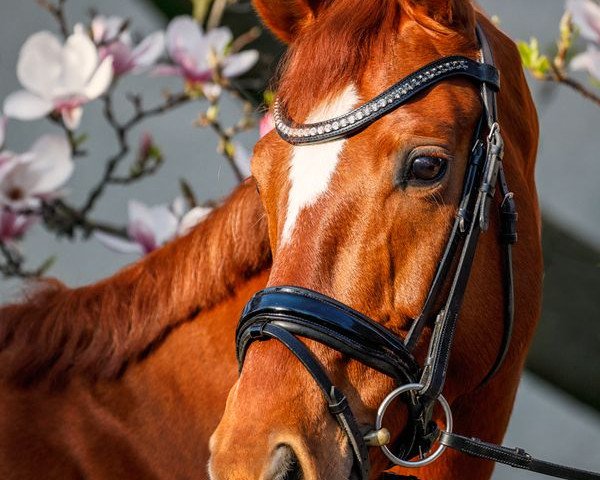 Dressurpferd Delrose (Hannoveraner, 2011, von Dramatic) Dressurpferd Delrose (Hannoveraner, 2011, von Dramatic)