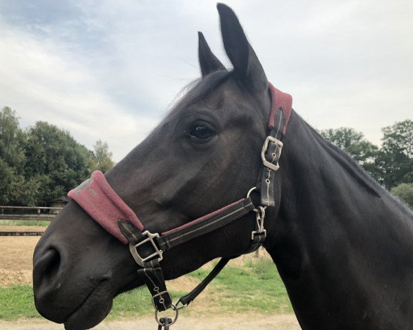 broodmare Isola de la Luna (Trakehner, 2012, from All Inclusive)