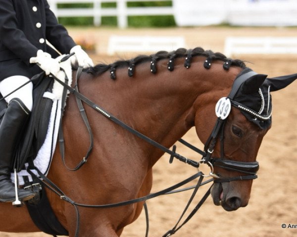 Dressurpferd Jasmin 313 (Pony ohne Rassebezeichnung, 1998, von Unbekannt Pony)